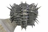 Enrolled Spiny Drotops Armatus Trilobite - Mrakib, Morocco #291839-2